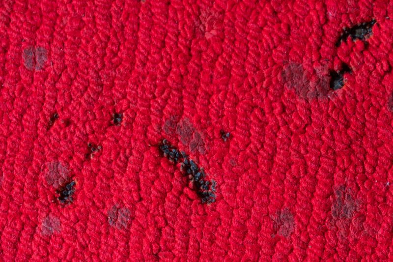 Pet Stain Carpet Repair in Alpharetta, GA